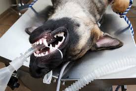 Dog Anesthetic