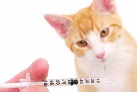 cat drug